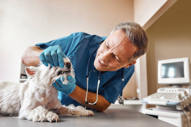 Best Emergency Dentist for Knocked-Out Tooth in Manito, IL
